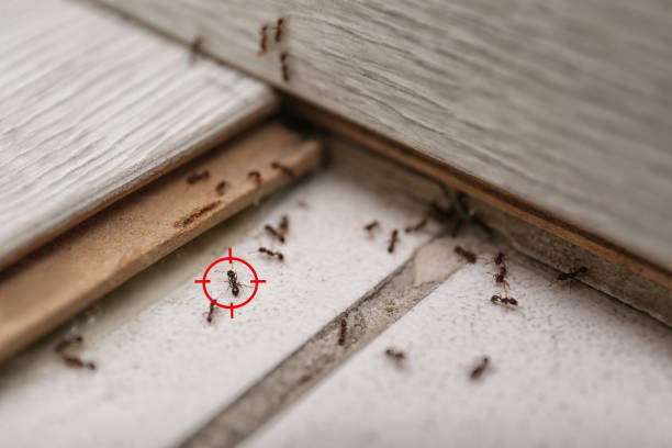 Best Bed Bug Extermination  in Third Lake, IL
