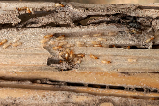 Best Wildlife Control Services  in Third Lake, IL